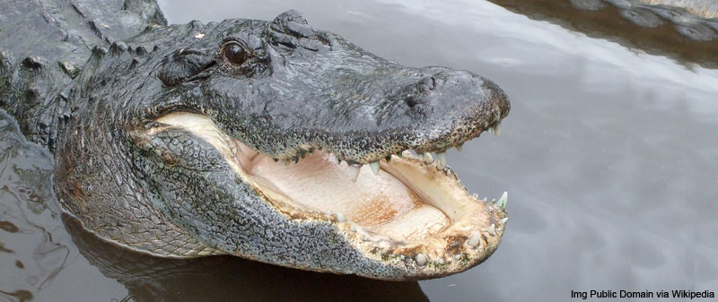 Alligator vs Crocodile: What are the Differences - A Tutor